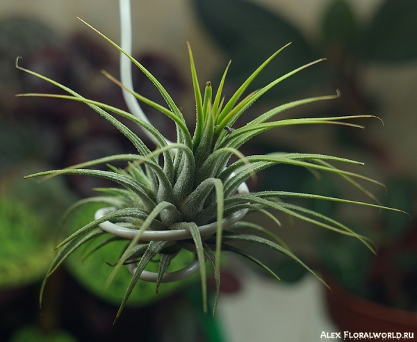 Тилландсия фиалкоцветковая (Tillandsia ionantha hybr) 
Ключевые слова: тилландсия фото растение