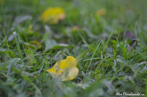 Начало листопада
Ключевые слова: осень начало листопад лист трава