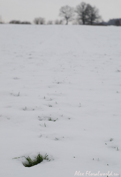 Озимь в снегу
Ключевые слова: озимое поле трава снег