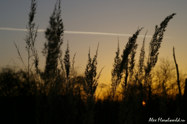 Осень. Трава.
Ключевые слова: осень вечер солнце закат трава