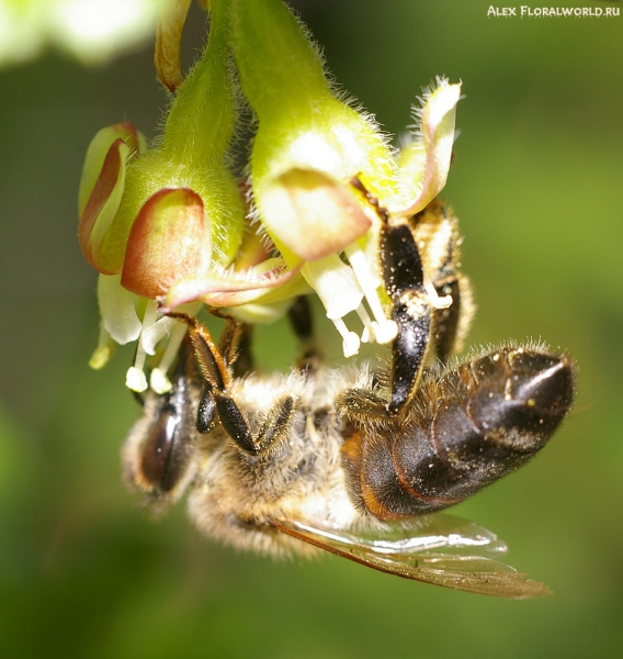 Пчелка опыляет цветок крыжовника
Ключевые слова: пчела цветок крыжовник