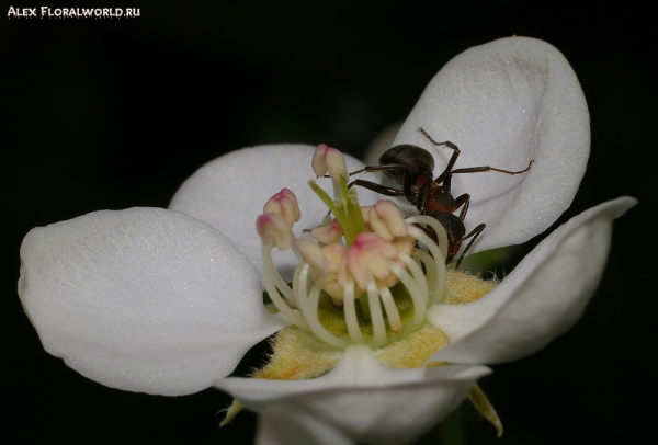 Цветок груши и муравей
Ключевые слова: муравей цветок груша