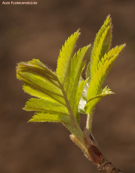 Распускаются листья рябины обыкновенной (Sorbus aucuparia L.)
Ключевые слова: листья рябина весна