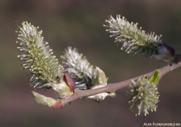 Ива козья (Salix caprea L.)
Ключевые слова: ива козья цветки сережки весна