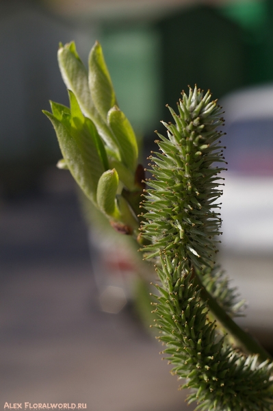 Ива козья (Salix caprea L.), женские сережки
Ключевые слова: ива козья цветки сережки весна