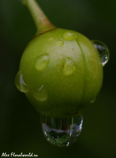 Вишня после дождика
Ключевые слова: вишня ягода плод дождь