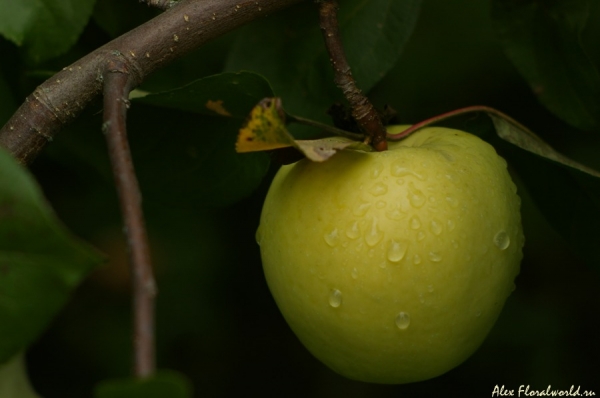 Сочный фрукт
Ключевые слова: яблоко антоновка сочное 