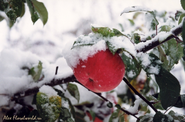 Яблоко и снег
Ключевые слова: яблоко снег осень