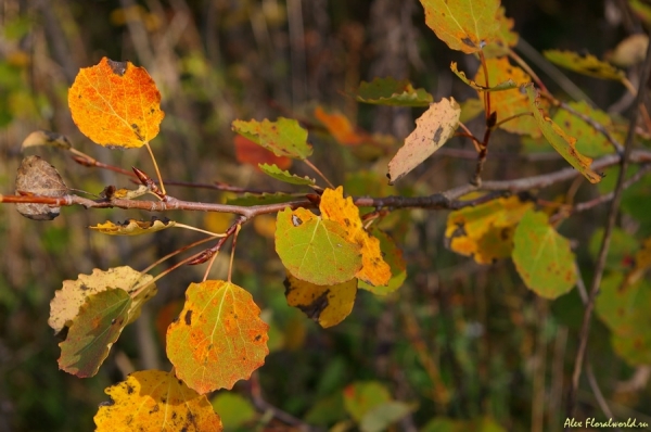 Осина обыкновенная (Populus tremula)
Ключевые слова: populus tremula осина желтые листья осень
