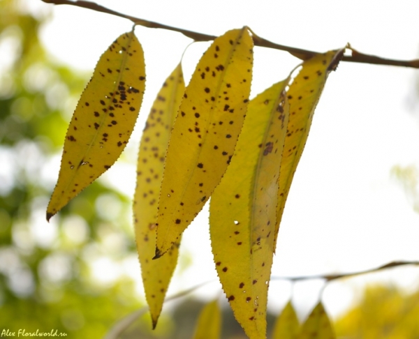 Листочки ветлы
Ключевые слова: ветла желтый лист листва осень 