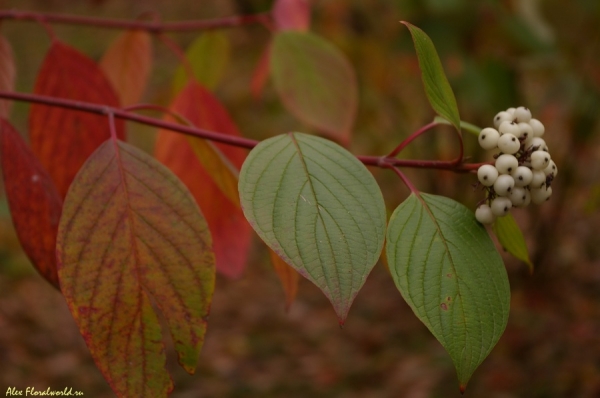 Неизвестный ягодный кустарник
Ключевые слова: неизвестный кустарник белые ягоды красная листва осень