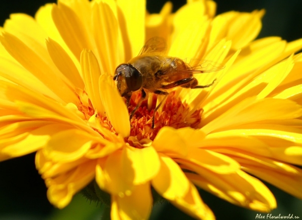 Любитель календулы
Ключевые слова: цветок календула муха лето солнце