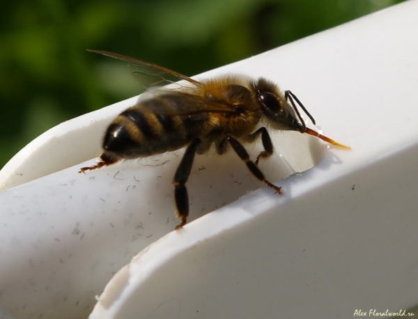 Пчелка на водопое
Ключевые слова: пчела жара лето вода пьет
