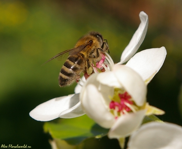 Пчела на вишневом цветке
Ключевые слова: пчела вишня цветок весна