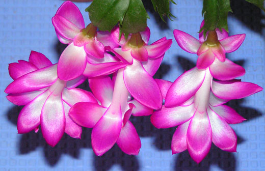 Ключевые слова: шлюмбергера зигокактус цветет цветы фото
