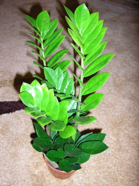 Замиокулькас Zamiifolia
