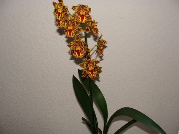 Мильтония
Ключевые слова: орхидеи