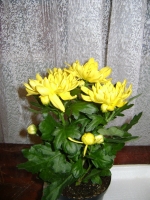 Chrysanthemum.JPG