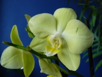 phalaenopsis_1.jpg