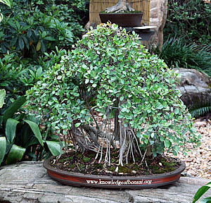 Бонсай из Фикуса натальского (Ficus natalensis)