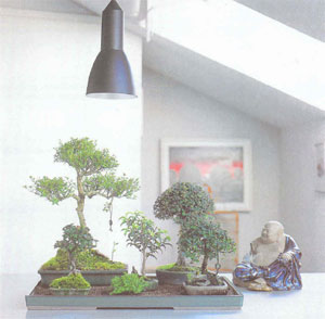 Фото бонсай с дополнительной подсветкой