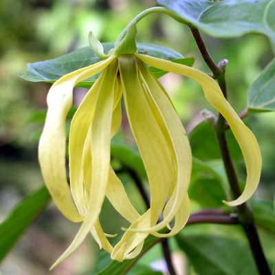 http://www.floralworld.ru/images/clause/Annonaceae/Cananga_odorata1.jpg