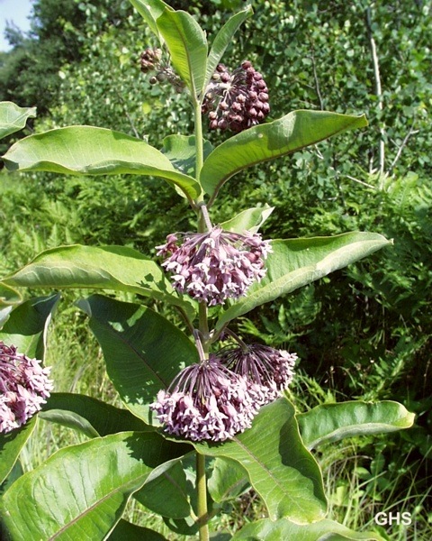 Asclepias syriaca