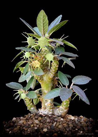 http://www.floralworld.ru/images/clause/Moraceae/Dorstenia2.jpg
