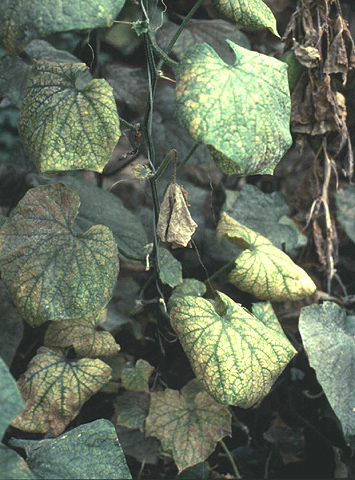 Мозаичные болезни растений Cucumis_virus