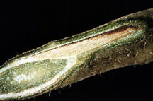 Фото пораженного растений фузариозом