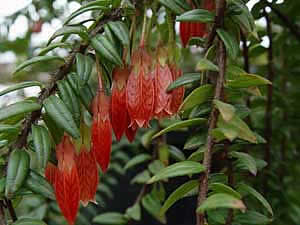 Фото Агапетеса змеивидного (Agapetes serpens)