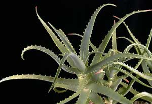 Фото Алоэ древовидного (Aloe arborescens)
