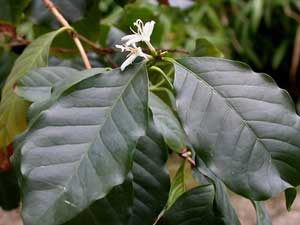 Кофе арабский (Coffea arabica)