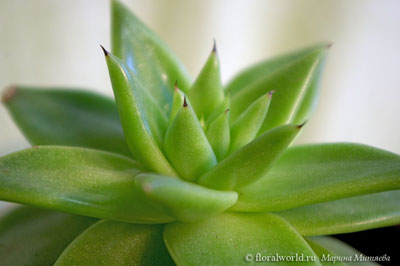 Эхеверия, эчеверия — Echeveria Echeveria_agavoides