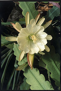 Фото Эпифуллума зазубренного (Epiphyllum crenatum)