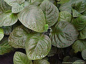 Фото Фиттонии крупной (Fittonia gigantea)
