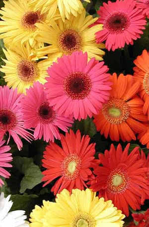 http://www.floralworld.ru/images/plants/Gerbera.jpg