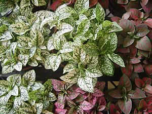 Фото культиваров Гипоэстеса листоколосникового (Hypoestes phyllostachya cv. pink cushion)
