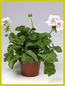 http://www.floralworld.ru/images/plants/Pelargonium_Zonale_White_Spluks.jpg