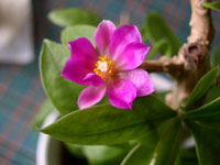 Фото Перескии большецветковой (Pereskia grandiflora)
