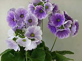 http://www.floralworld.ru/images/plants/Primula_obconica.jpg