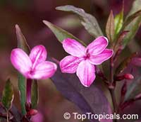 Фото цветков Псевдерантемум темно-багряного