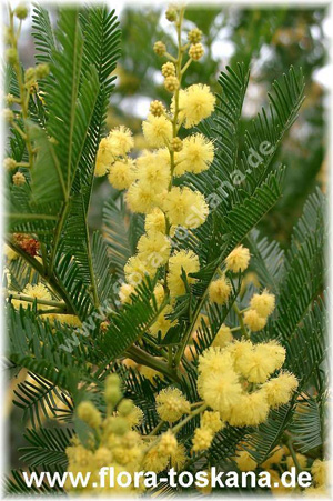 Акация серебристая (Acacia dealbata)