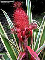 Фото ананаса прицветникового