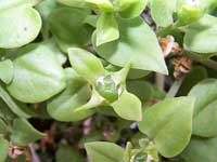 Аптения сердцелистная (Aptenia cordifolia)