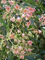 фото цветов Брахихитона наскального