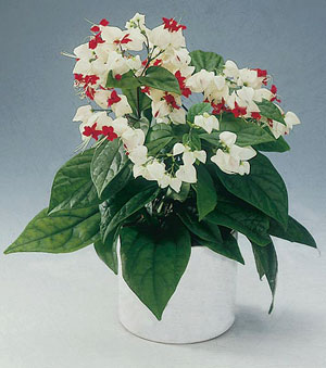 http://www.floralworld.ru/images/plants/clerodendrum/Clerodendrum_thomsoniae_thumb_3.jpg
