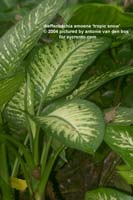 http://www.floralworld.ru/images/plants/dieffenbachia_amoena_tropicSnow.jpg