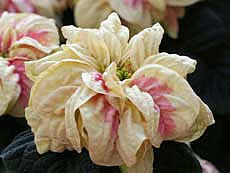 http://www.floralworld.ru/images/plants/euph_pulcherrima_Winter_Rose_Marble.jpg