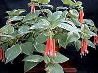 Фуксия боливийская(Fuchsia boliviana Carriere), так же встречается как Fuchsia...